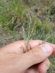 Panicum coloratum