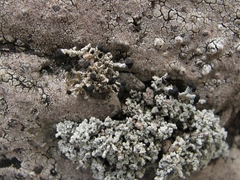 Stereocaulon gregarium