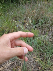 Panicum coloratum