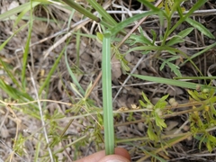 Panicum coloratum