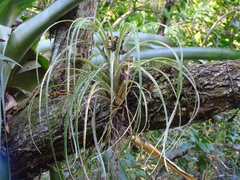 Tillandsia utriculata