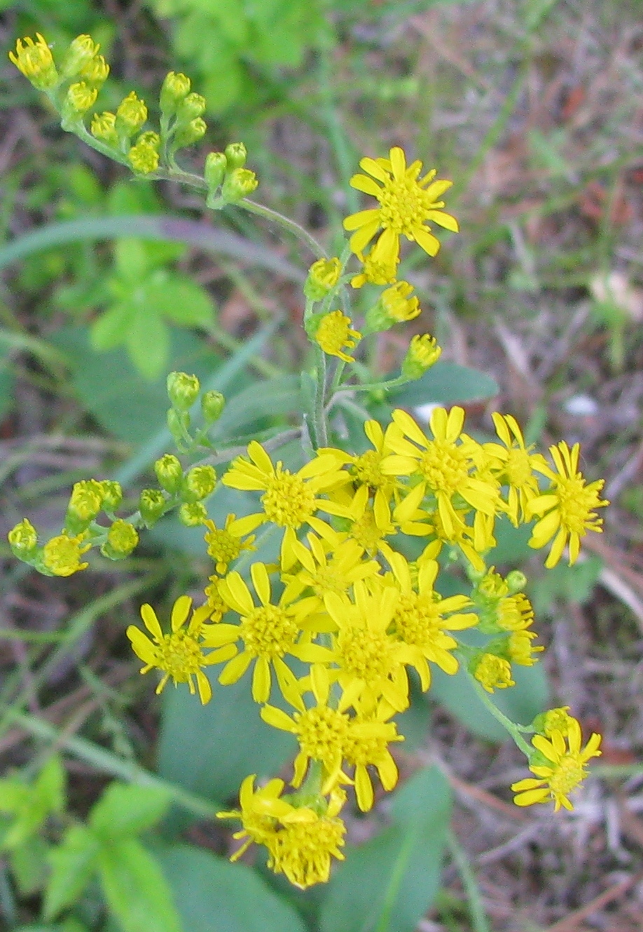 Solidago verna