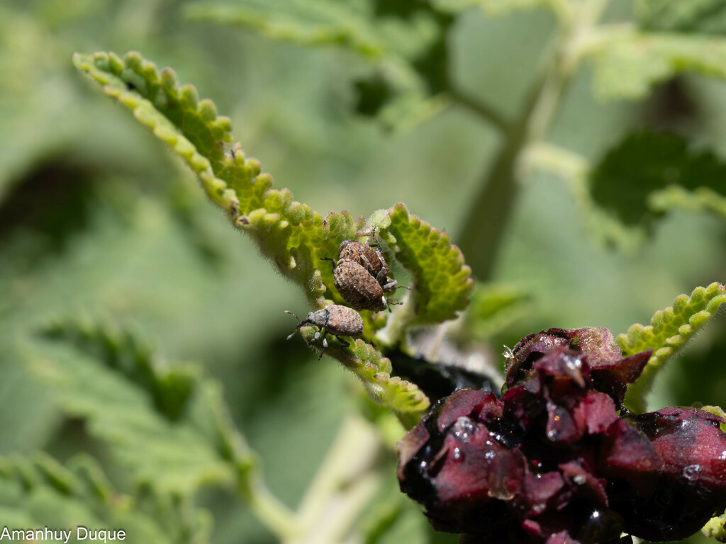 Cionus canariensis
