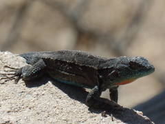 Urosaurus ornatus