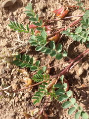 Astragalus cibarius