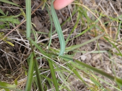 Panicum coloratum
