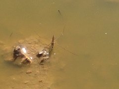 Limnoporus notabilis