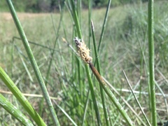 Eleocharis macrostachya