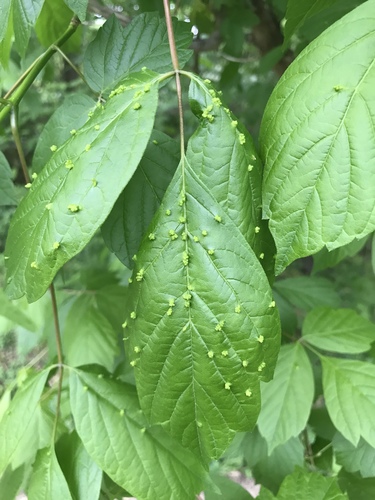 box elder pouch gall mite