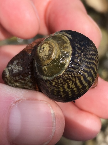 Speckled Tegula