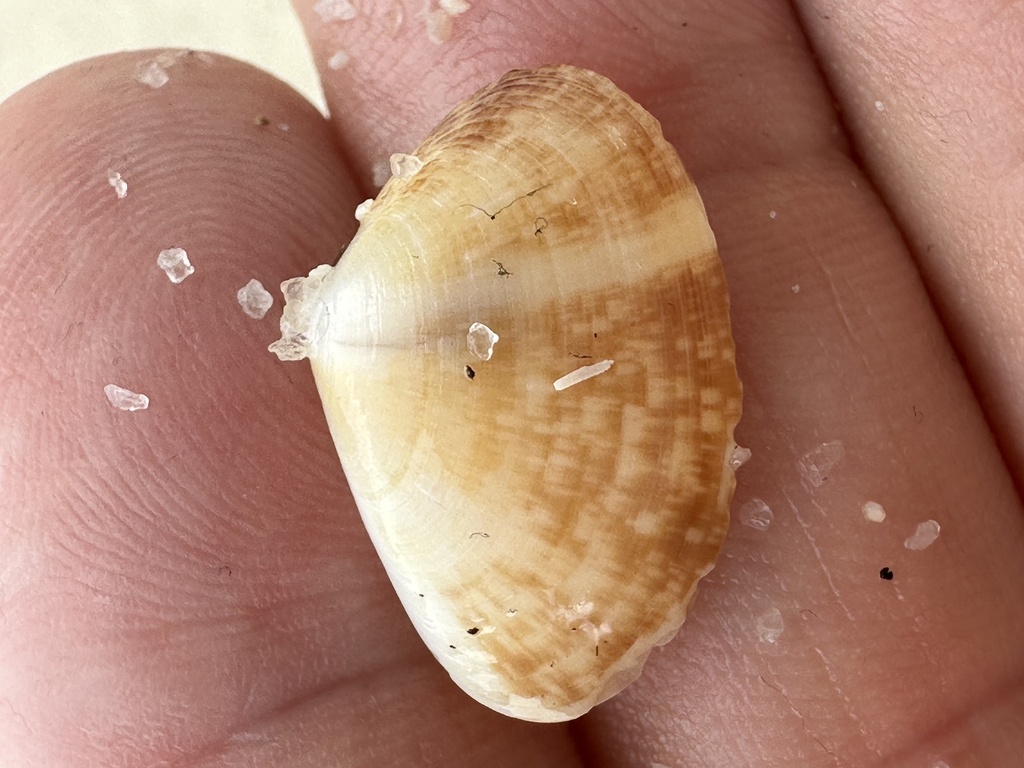 Pacific Bean Donax