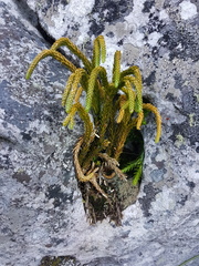 Phlegmariurus gnidioides