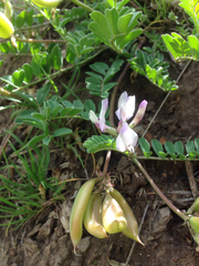 Astragalus cibarius