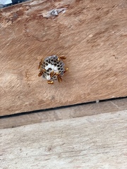 Polistes carnifex carnifex