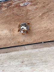 Polistes carnifex carnifex