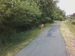 Odocoileus virginianus virginianus