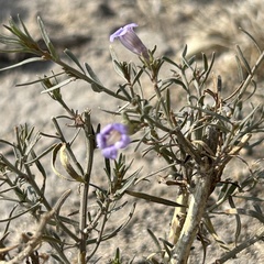 African Corn Lily (Aptosimum)