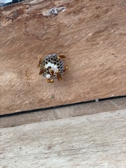 Polistes carnifex carnifex