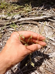 Johnstonella micromeres