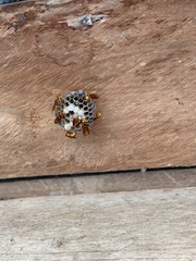 Polistes carnifex carnifex