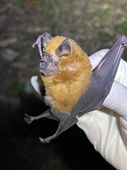 Accuminate Horseshoe Bat photo 1