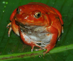 Dyscophus antongilii