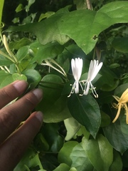 Lonicera japonica