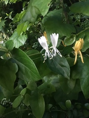 Lonicera japonica