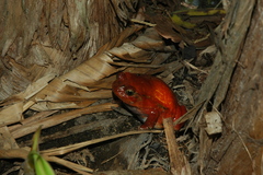 Dyscophus antongilii