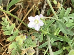 Convolvulus simulans