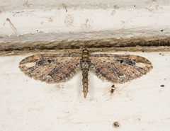 Eupithecia subapicata