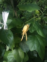 Lonicera japonica