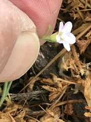 Convolvulus simulans