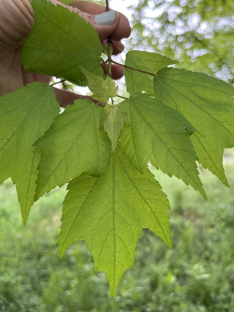Maples From Summit View Place Ln Wildwood MO US On April 27 2024 At Maples from summit view place ln wildwood mo us on april 27 2024 at
