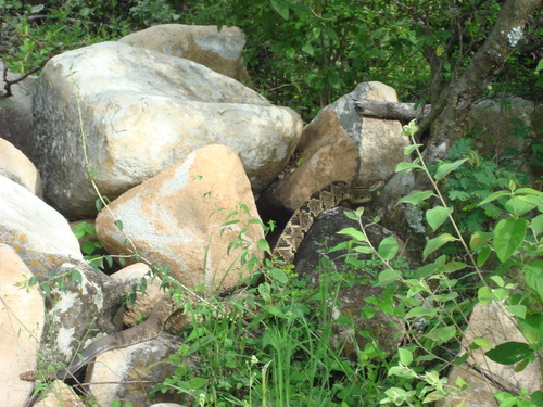 Northwestern Neotropical Rattlesnake, Crotalus culminatus