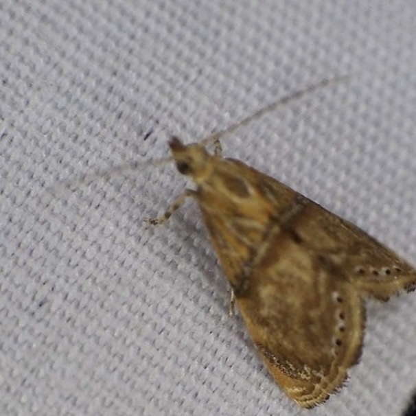 Euchromius micralis