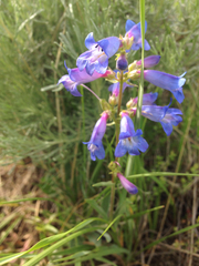 Penstemon
