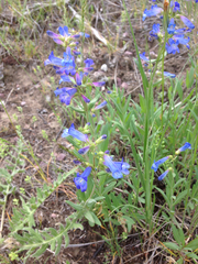 Penstemon