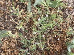 Convolvulus simulans