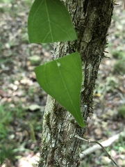 Cornus asperifolia