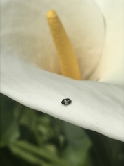 Anthrenus sophonisba