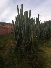 Trichocereus bridgesii