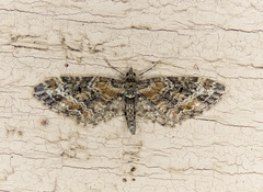 Eupithecia rotundopuncta