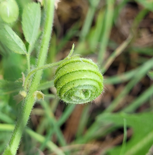 snail medick (Medicago scutellata)