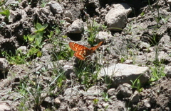 Euphydryas