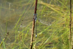 Lestes stultus