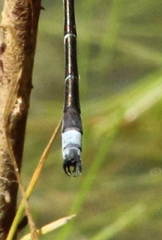 Lestes stultus