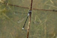 Lestes stultus