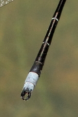 Lestes stultus