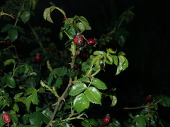 Rosa squarrosa